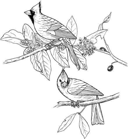 Red Cardinals Coloring Page